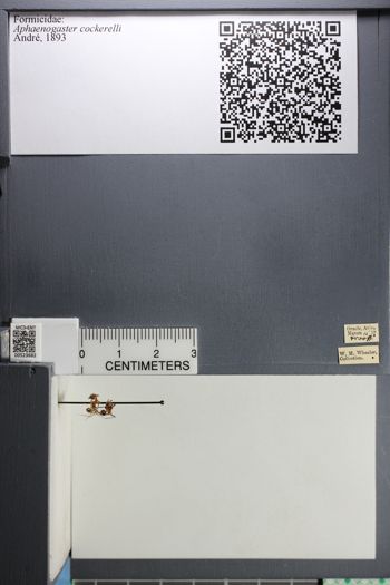 Media type: image; Entomology 523682